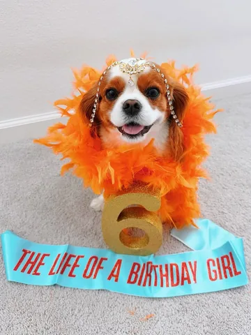 alohakiki808 Instagram post about Dog birthday