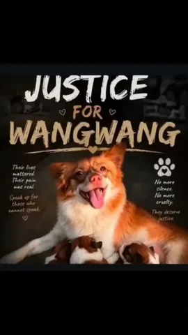 amandakazzycryer Instagram post about Animal welfare