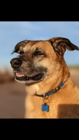ambermac Instagram post about Pet loss