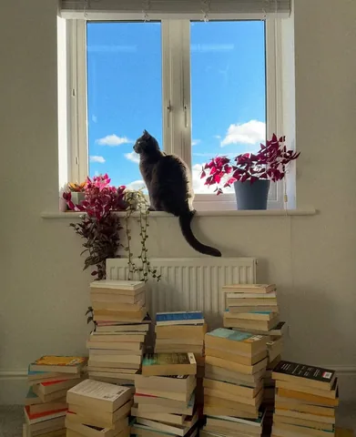 amysbookshelf Instagram post about Cat and books