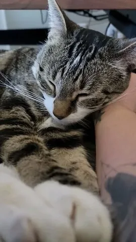 annemunition Instagram post about Cats