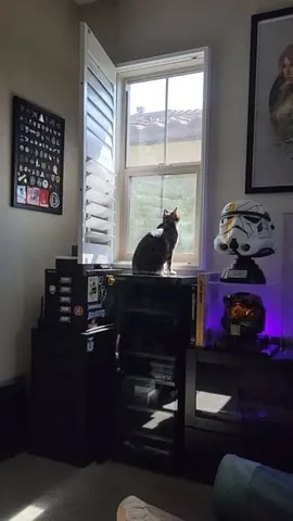 annemunition Instagram post about Cat behavior