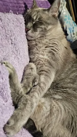 autumnizhurr Instagram post about Pet cat