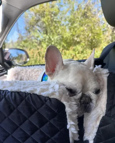 barkleysircharles Instagram post about Dog’s dislike of car rides