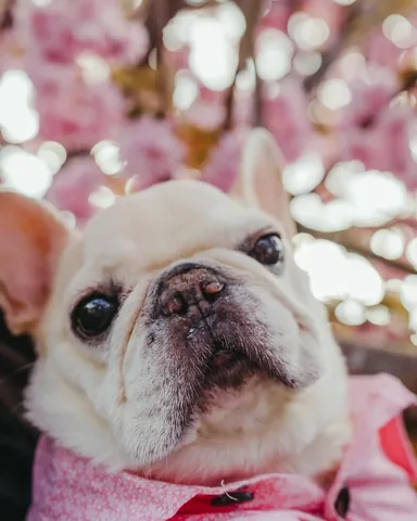barkleysircharles Instagram post about Spring cherry blossom theme