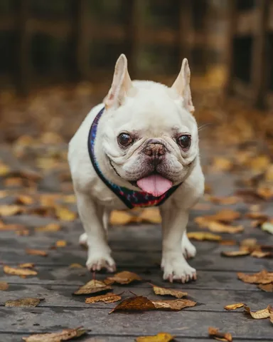 barkleysircharles Instagram post about Missing Barkley