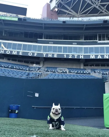 SirCharlesBarkley the Frenchie Instagram post thumbnail