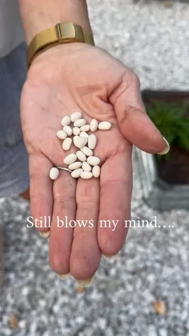 beneathmyheart Instagram post about Green bean gardening