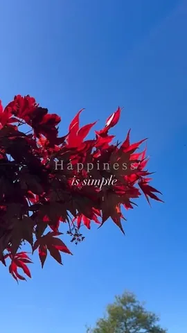 bigturtlesmallowl Instagram post about Happiness