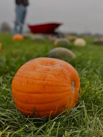 bigturtlesmallowl Instagram post about Halloween