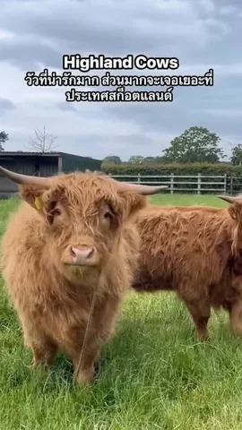 bigturtlesmallowl Instagram post about Highland cows