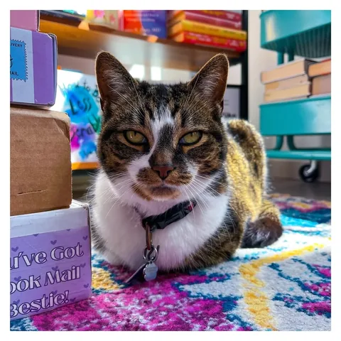 bookswithbean Instagram post about Cat photos