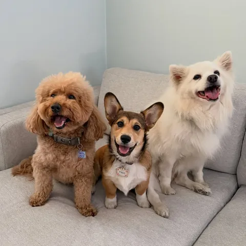 bowserkoopaha Instagram post about Pets and pet products