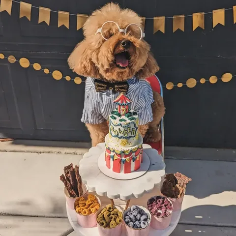 bowserkoopaha Instagram post about Dog birthday celebration