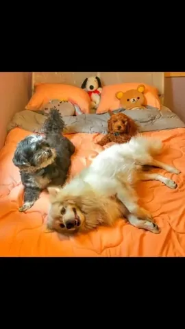 bowserkoopaha Instagram post about Human dog bond