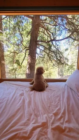 bowserkoopaha Instagram post about Human dog bond
