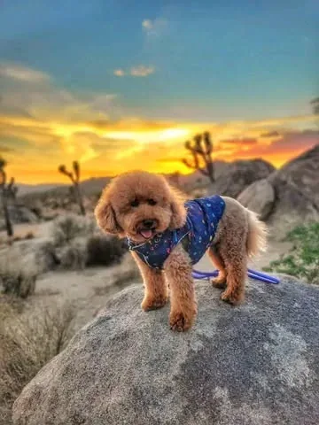 bowserkoopaha Instagram post about Family travel with dogs