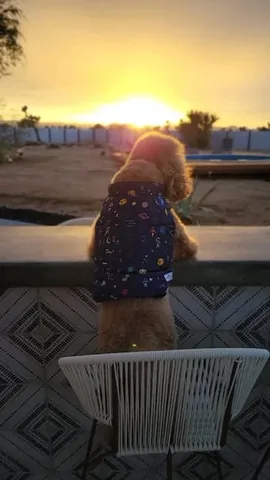 bowserkoopaha Instagram post about Family moments with dogs