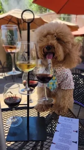 bowserkoopaha Instagram post about Dog friendly winery outing