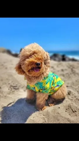 bowserkoopaha Instagram post about Family beach trip with dogs