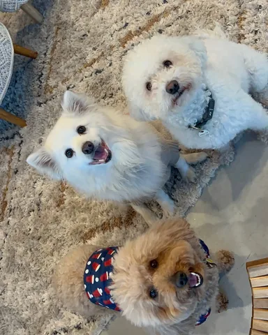 bowserkoopaha Instagram post about National Pet Day