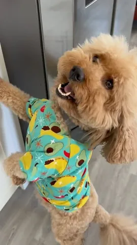 bowserkoopaha Instagram post about Dog meal preparation