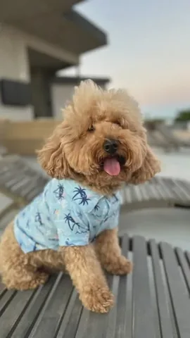 bowserkoopaha Instagram post about Dog friendly travel
