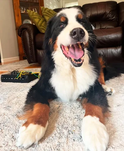 brandyandmoose Instagram post about Veterinary care