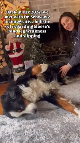 brandyandmoose Instagram post about Degenerative myelopathy care