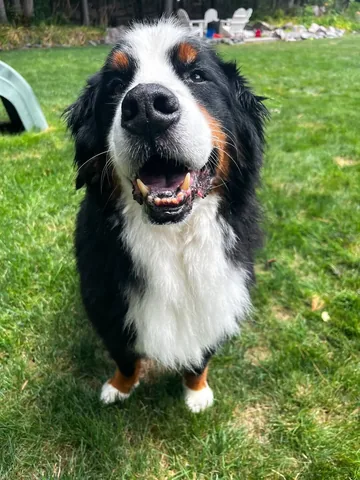 brandyandmoose Instagram post about Dog health update