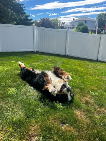 brandyandmoose Instagram post about Dog enjoyment