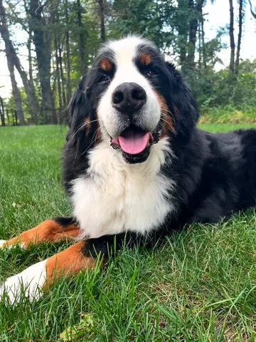 brandyandmoose Instagram post about Dog activity