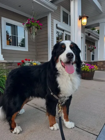 brandyandmoose Instagram post about Pet friendly travel