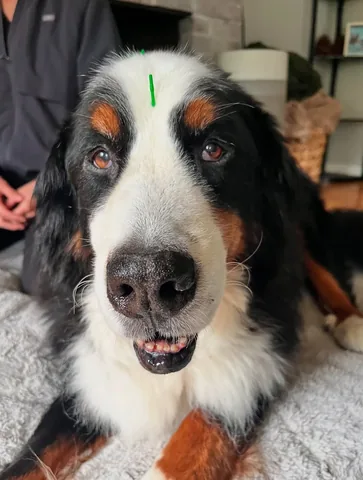 brandyandmoose Instagram post about Dog acupuncture
