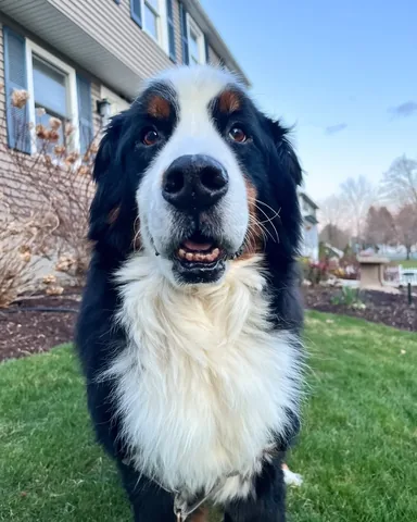 brandyandmoose Instagram post about Senior dog health