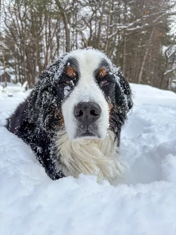brandyandmoose Instagram post about Dog wellness
