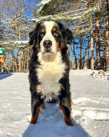 brandyandmoose Instagram post about Snow day