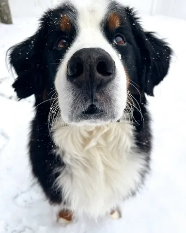 brandyandmoose Instagram post about Dog in snow