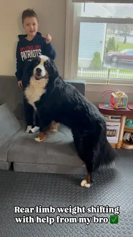 brandyandmoose Instagram post about Dog rehabilitation