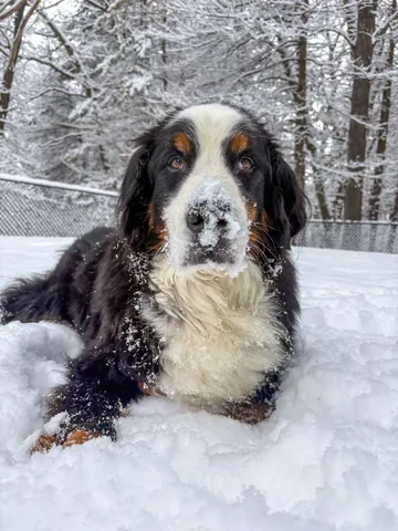 brandyandmoose Instagram post about Snow day