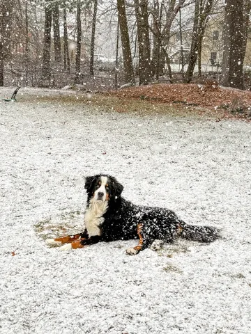 brandyandmoose Instagram post about Snow day