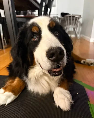 brandyandmoose Instagram post about Dog health update