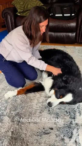 brandyandmoose Instagram post about Dog health