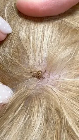 brodiethatdood Instagram post about Dog parasite prevention