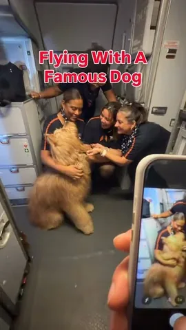 brodiethatdood Instagram post about Service dog travel