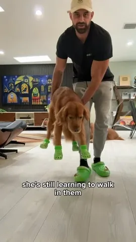 brodiethatdood Instagram post about Dog product review
