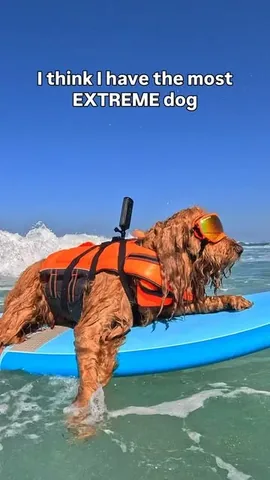 brodiethatdood Instagram post about Dog stunt entertainment