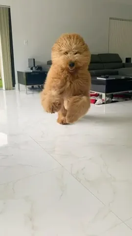 brodiethatdood Instagram post about Puppy play