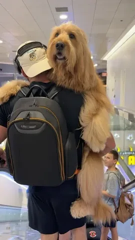 brodiethatdood Instagram post about Dog travel