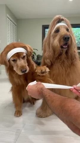 brodiethatdood Instagram post about Dog trend entertainment
